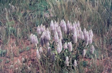 APII jpeg image of Ptilotus exaltatus  © contact APII