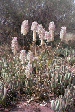 APII jpeg image of Ptilotus exaltatus  © contact APII