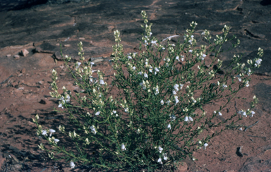 APII jpeg image of Prostanthera striatiflora  © contact APII