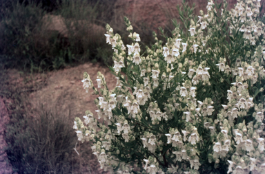 APII jpeg image of Prostanthera striatiflora  © contact APII