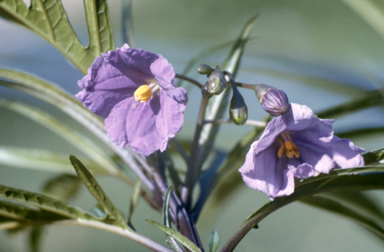 APII jpeg image of Solanum aviculare  © contact APII