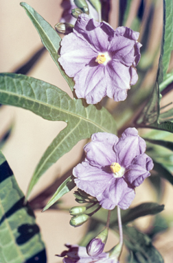 APII jpeg image of Solanum aviculare  © contact APII