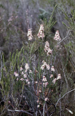 APII jpeg image of Sprengelia incarnata  © contact APII
