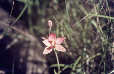 APII jpeg image of Thelymitra macmillanii  © contact APII