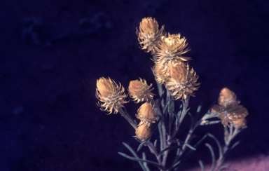 APII jpeg image of Waitzia acuminata  © contact APII