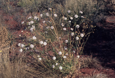 APII jpeg image of Trachymene glaucifolia  © contact APII