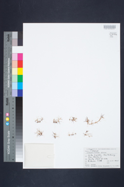 APII jpeg image of Lilaeopsis ruthiana  © contact APII