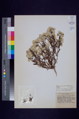 APII jpeg image of Ptilotus pseudohelipteroides  © contact APII