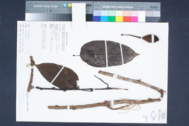 APII jpeg image of Aristolochia goliathiana  © contact APII