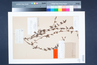 APII jpeg image of Xanthosia pilosa  © contact APII