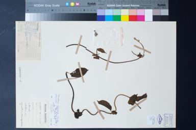 APII jpeg image of Marsdenia bilobata  © contact APII