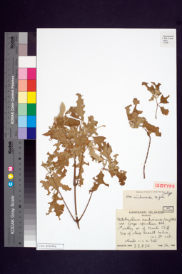 APII jpeg image of Nototrichium sandwicense  © contact APII