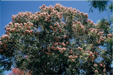 APII jpeg image of Eucalyptus calophylla var. rosea  © contact APII
