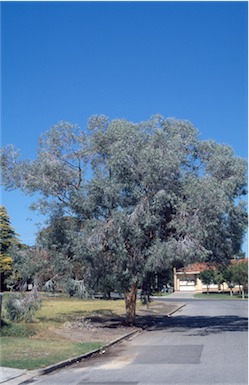 APII jpeg image of Eucalyptus campaspe  © contact APII