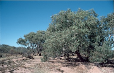 APII jpeg image of Eucalyptus coolibah subsp. arida  © contact APII