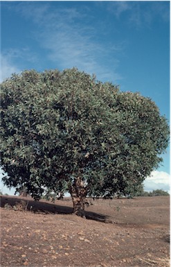 APII jpeg image of Eucalyptus cosmophylla  © contact APII