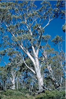 APII jpeg image of Eucalyptus  pauciflora  © contact APII
