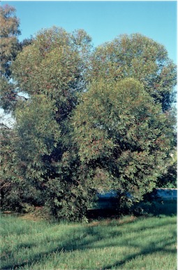 APII jpeg image of Eucalyptus utilis  © contact APII