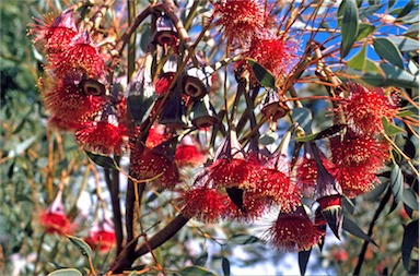 APII jpeg image of Eucalyptus pyriformis  © contact APII