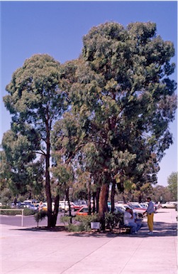 APII jpeg image of Eucalyptus radiata  © contact APII