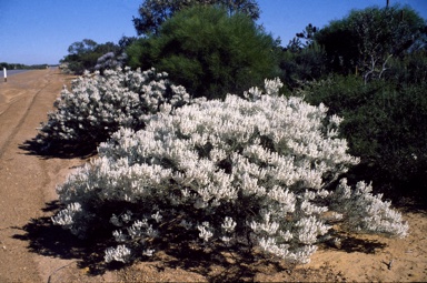 APII jpeg image of Lachnostachys eriobotrya  © contact APII