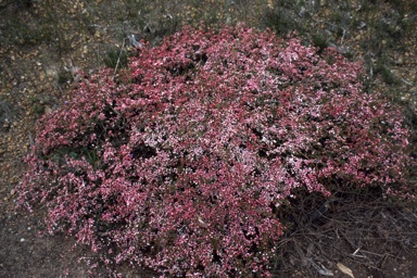 APII jpeg image of Chamelaucium ciliatum  © contact APII