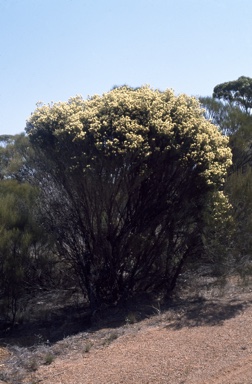APII jpeg image of Melaleuca leiocarpa  © contact APII
