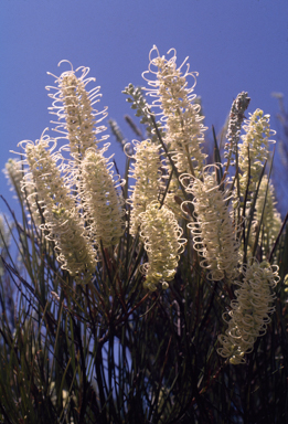 APII jpeg image of Grevillea pteridifolia  © contact APII