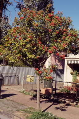 APII jpeg image of Harpullia pendula  © contact APII