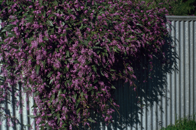 APII jpeg image of Hardenbergia violacea  © contact APII