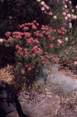 APII jpeg image of Melaleuca trichophylla  © contact APII