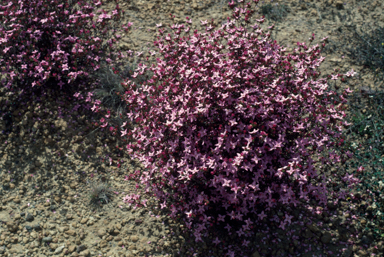 APII jpeg image of Boronia edwardsii  © contact APII