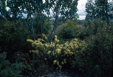 APII jpeg image of Petrophile serruriae  © contact APII