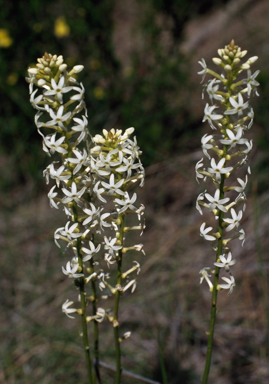 APII jpeg image of Stackhousia aspericocca  © contact APII