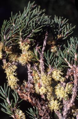 APII jpeg image of Melaleuca apodocephala  © contact APII