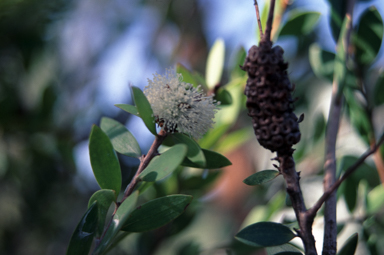 APII jpeg image of Melaleuca arcana  © contact APII