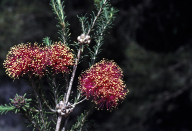 APII jpeg image of Melaleuca beardii  © contact APII