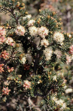 APII jpeg image of Melaleuca bromelioides  © contact APII
