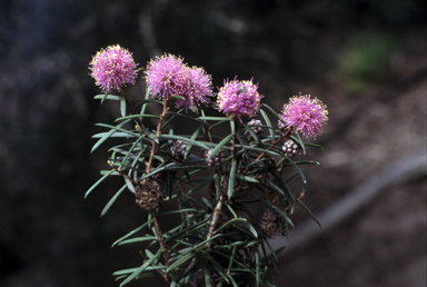 APII jpeg image of Melaleuca caeca  © contact APII
