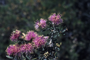 APII jpeg image of Melaleuca eulobata  © contact APII
