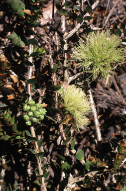 APII jpeg image of Melaleuca spectabilis  © contact APII