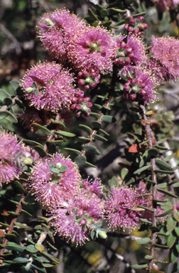 APII jpeg image of Melaleuca spicigera  © contact APII