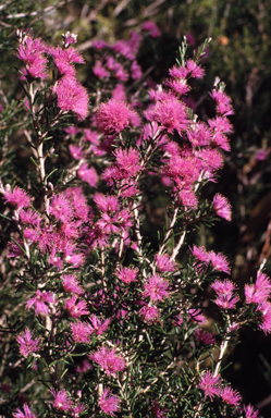 APII jpeg image of Melaleuca stramentosa  © contact APII