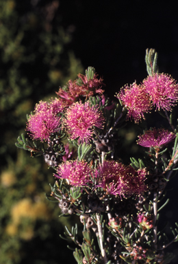 APII jpeg image of Melaleuca villosisepala  © contact APII