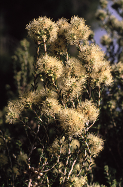 APII jpeg image of Melaleuca xerophila  © contact APII