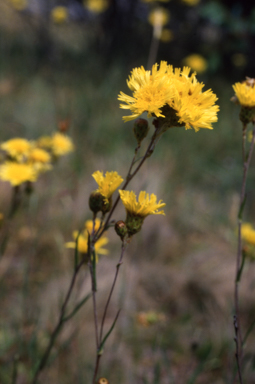 APII jpeg image of Podolepis  © contact APII