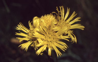 APII jpeg image of Podolepis jaceoides  © contact APII