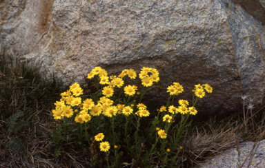 APII jpeg image of Senecio  © contact APII