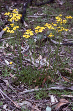 APII jpeg image of Senecio linearifolius  © contact APII