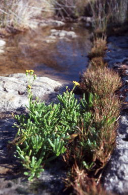 APII jpeg image of Senecio pinnatifolius  © contact APII